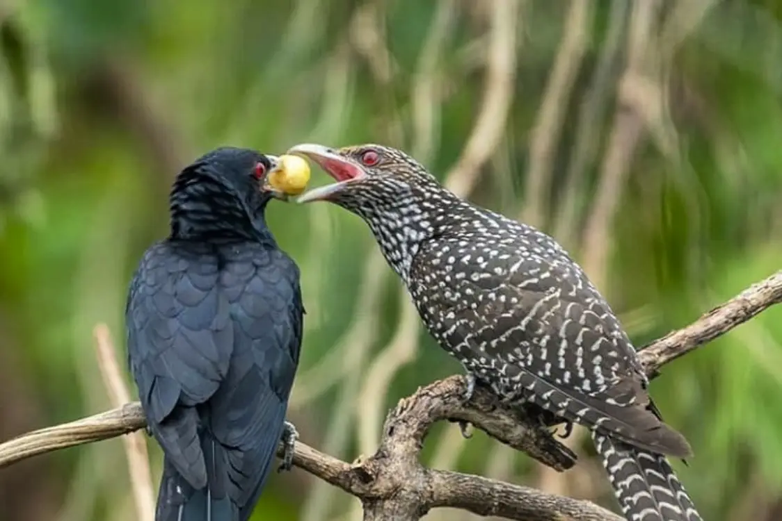 Asian Koel