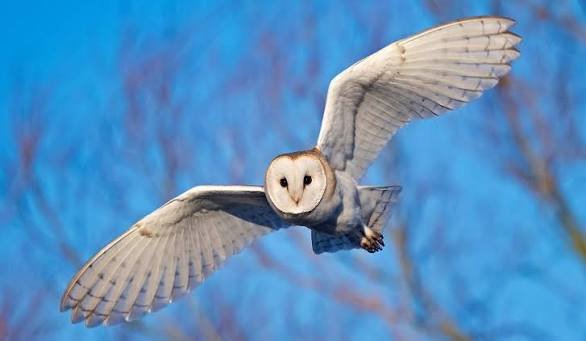 Barn Owl