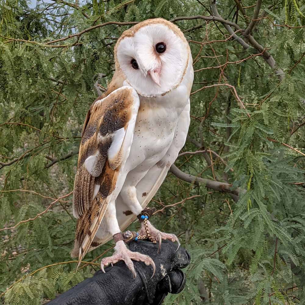 Barn Owl