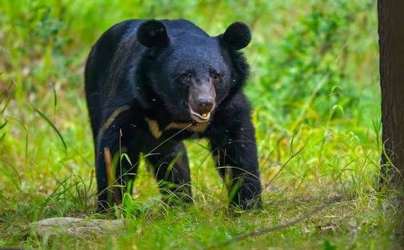 Asiatic Black Bear