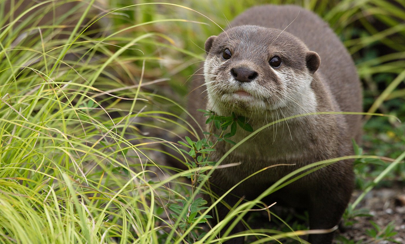 Asian Small-clawed Otter