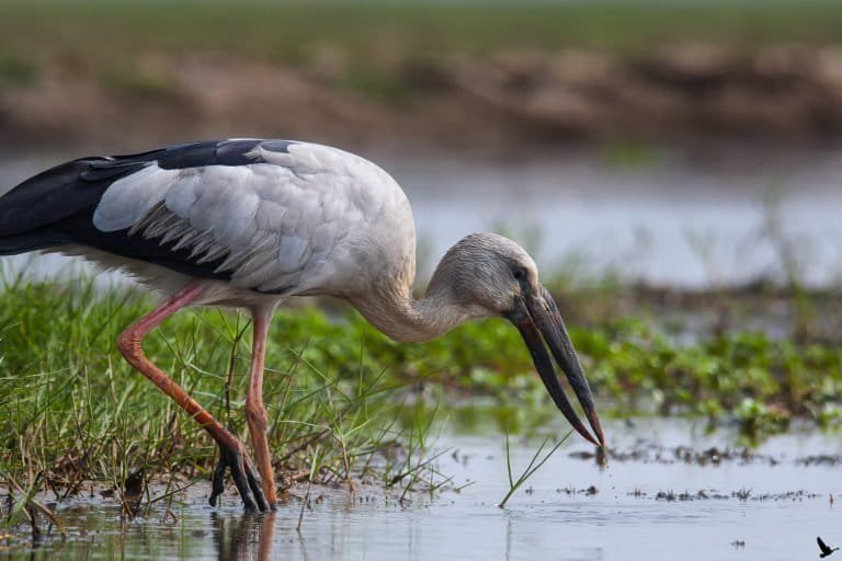 Asian Openbill