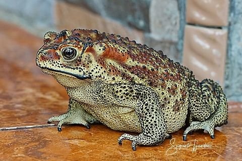 Asian Common Toad