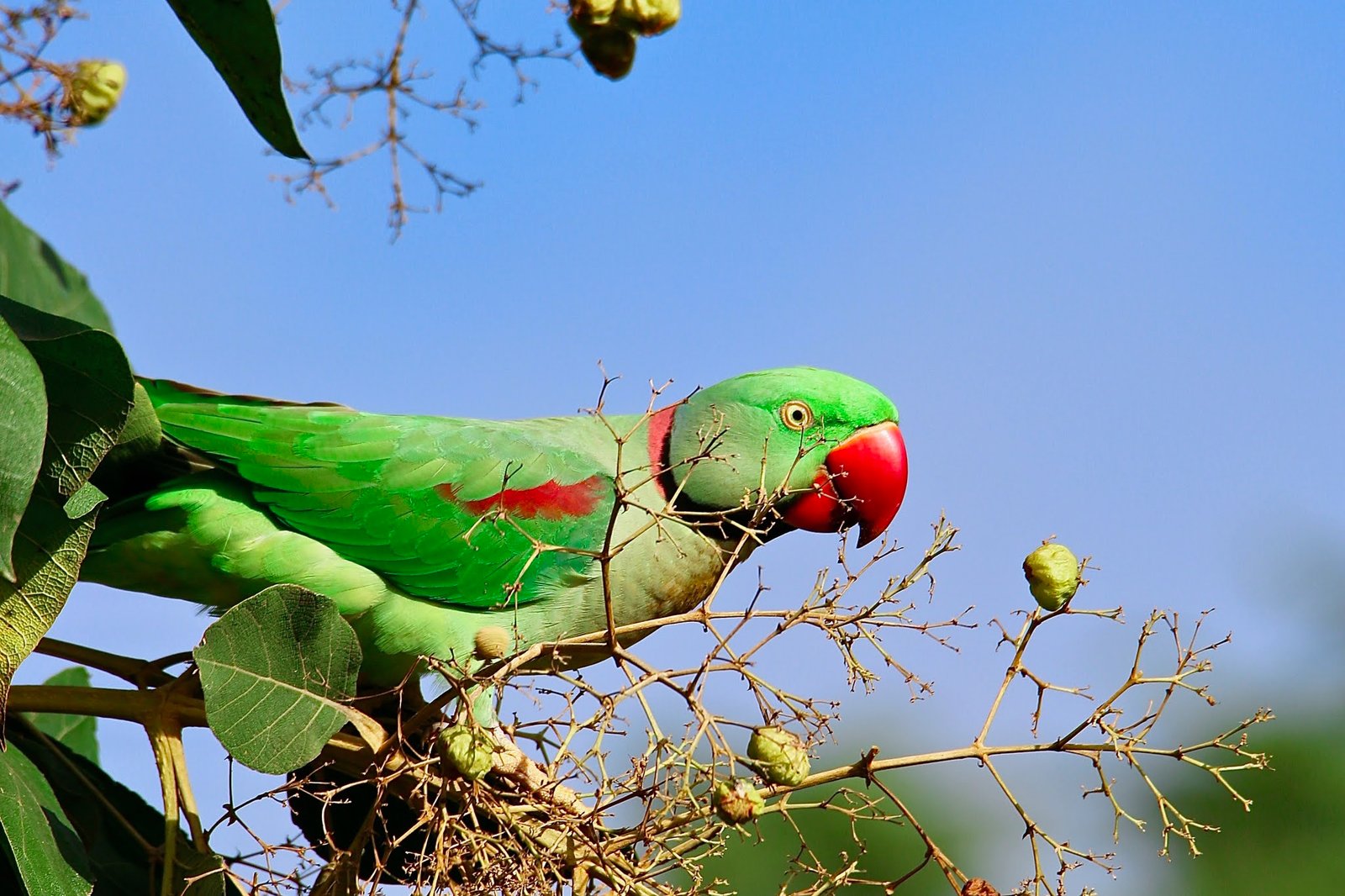Alexandrine Parakeet